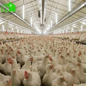 Industrieel kippenhok